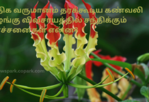 அதிக வருமானம் தரக்கூடிய கண்வலி கிழங்கு விவசாயத்தில் சந்திக்கும் பிரச்சனைகள் என்ன? Agricultural issues