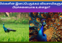 மயில்களின் இனப்பெருக்கம் விவசாயிகளுக்கு பிரச்சனையாக உள்ளதா? Peocock