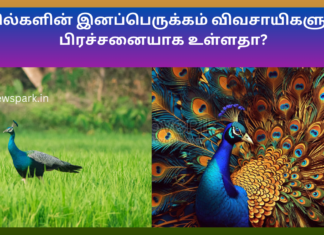 மயில்களின் இனப்பெருக்கம் விவசாயிகளுக்கு பிரச்சனையாக உள்ளதா? Peocock