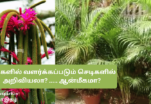 வீடுகளில் வளர்க்கப்படும் செடிகளில் அறிவியலா? ….. ஆன்மீகமா? house plants Science or spirituality?