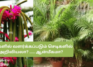 வீடுகளில் வளர்க்கப்படும் செடிகளில் அறிவியலா? ….. ஆன்மீகமா? house plants Science or spirituality?