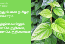 மறந்து போன தமிழர் கலாச்சாரம்: வெற்றிலையிலும் ஆண் வெற்றிலை, பெண் வெற்றிலையா? புறக்கணிப்போம் betel leaf tamil tradition