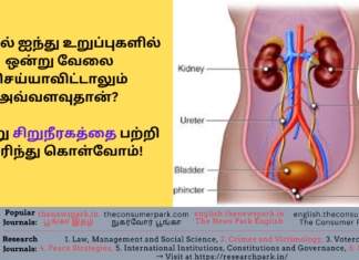 உடலில் ஐந்து உறுப்புகளில் ஒன்று வேலை செய்யாவிட்டாலும் அவ்வளவுதான்? இன்று சிறுநீரகத்தை பற்றி தெரிந்து கொள்வோம்! Theme: “importance of kidney”, Image by “The News Park”