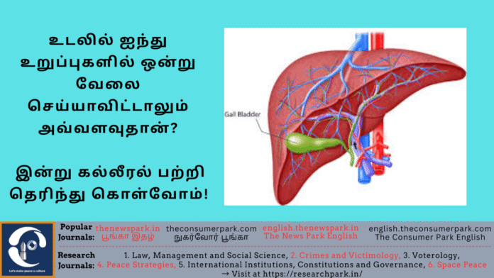 Theme: Importance of Liver, Image by “The News Park”